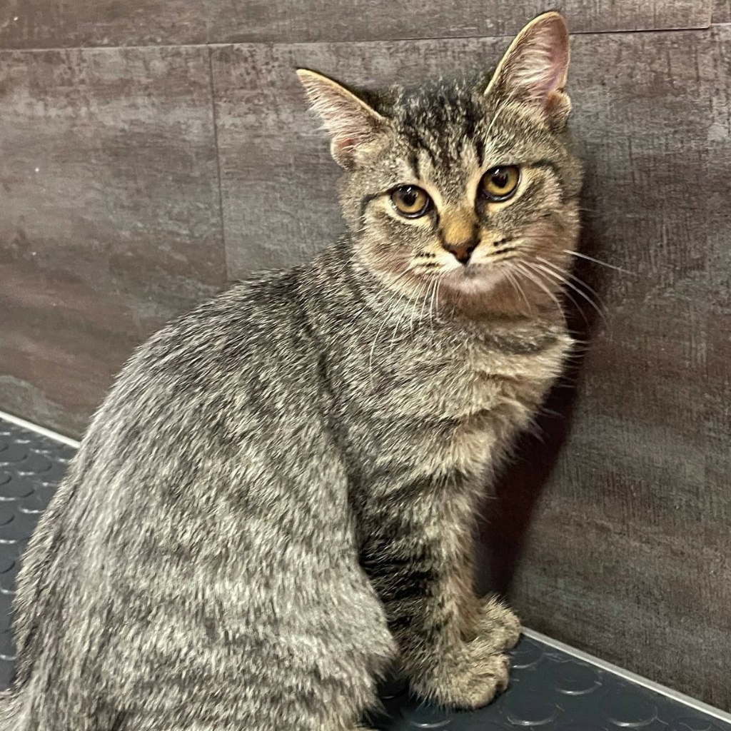 Гигиенический комплекс для котенка (до 4 месяцев)