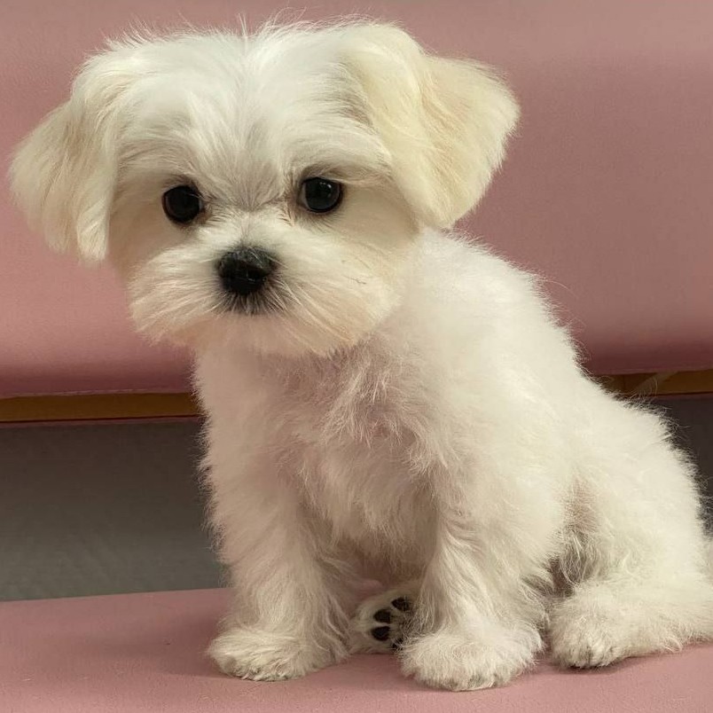 Гигиена БЕЗ СТРИЖКИ для щенка (до 4 месяцев)