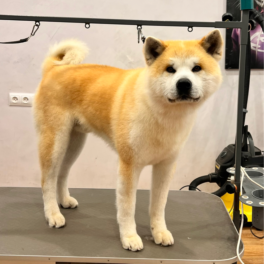 Акита-Ину (Вычес, купание, сушка)