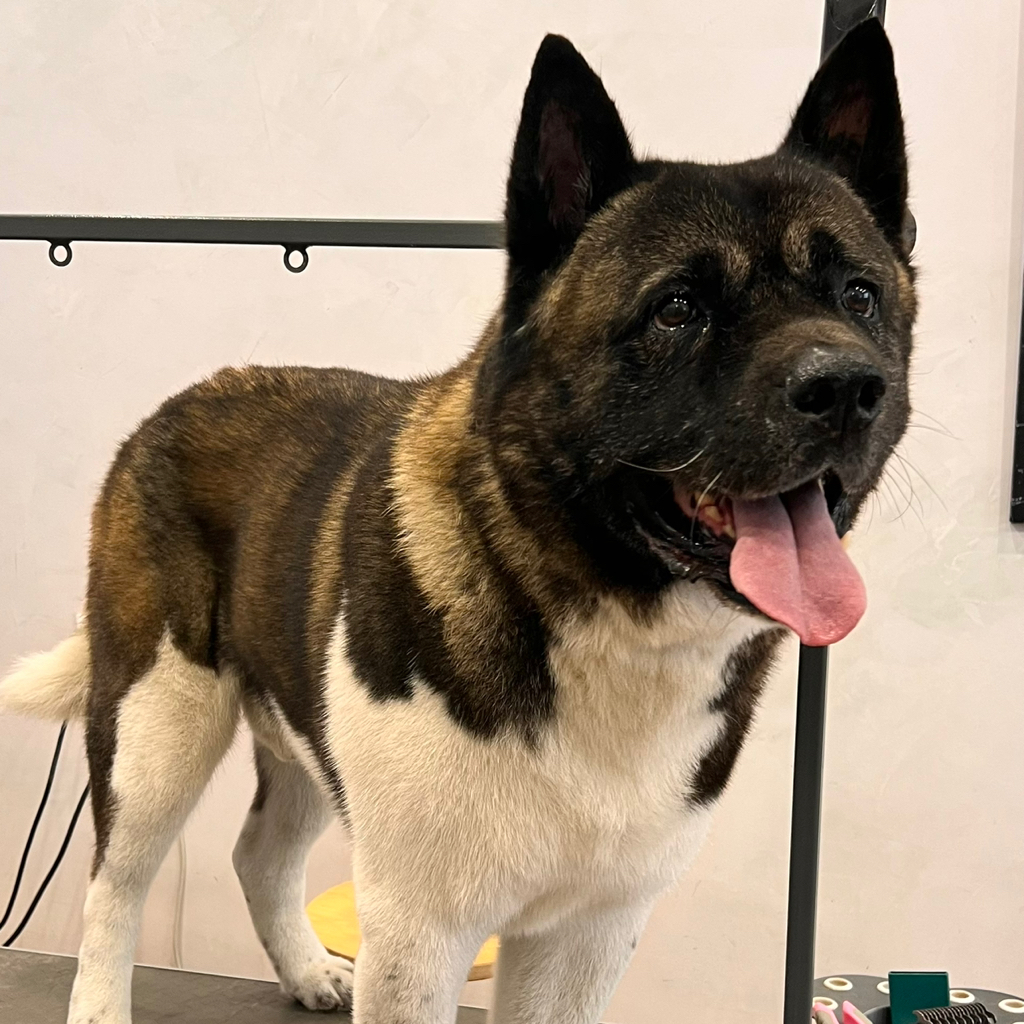 Американская Акита