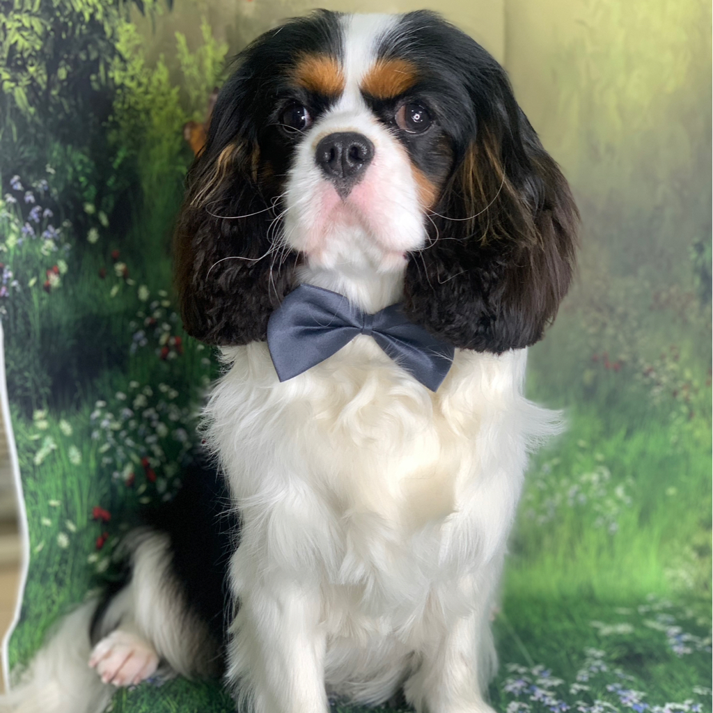 Кавалер Кинг чарльз спаниель Стрижка под щенка