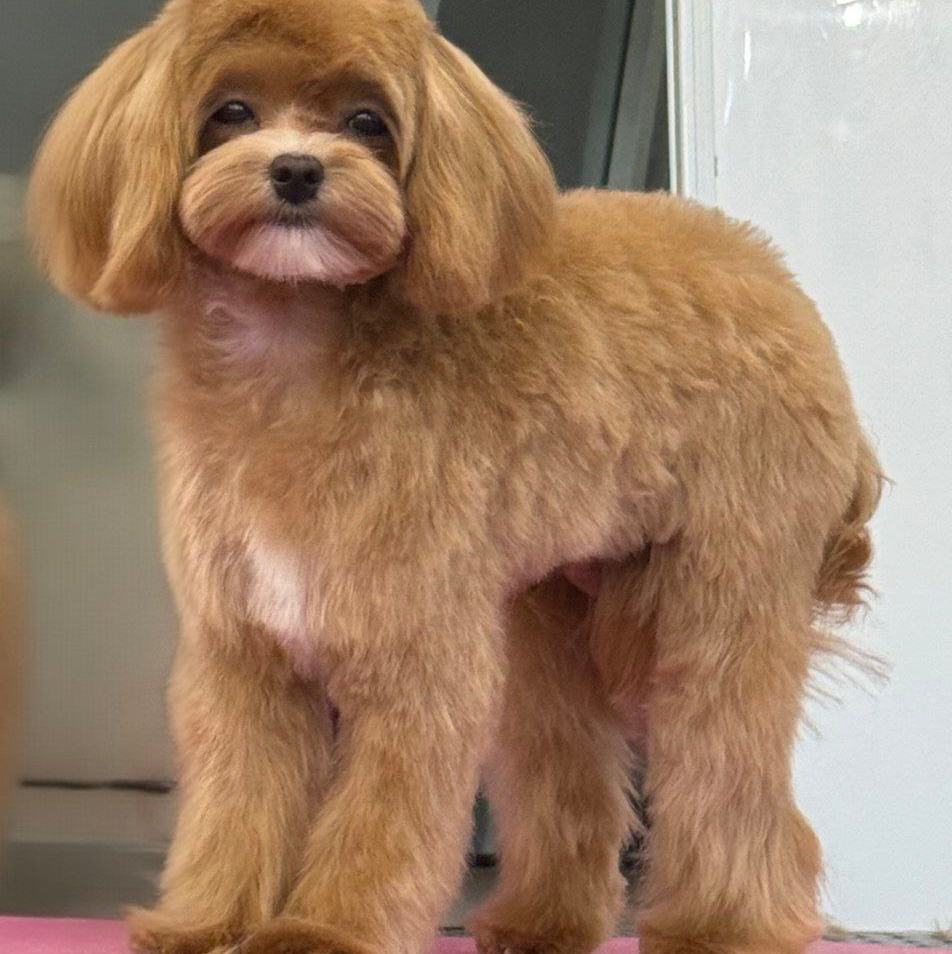 Мальтипу, стрижка под щенка