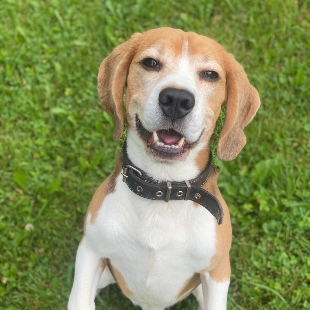 Бигль экспресс линька