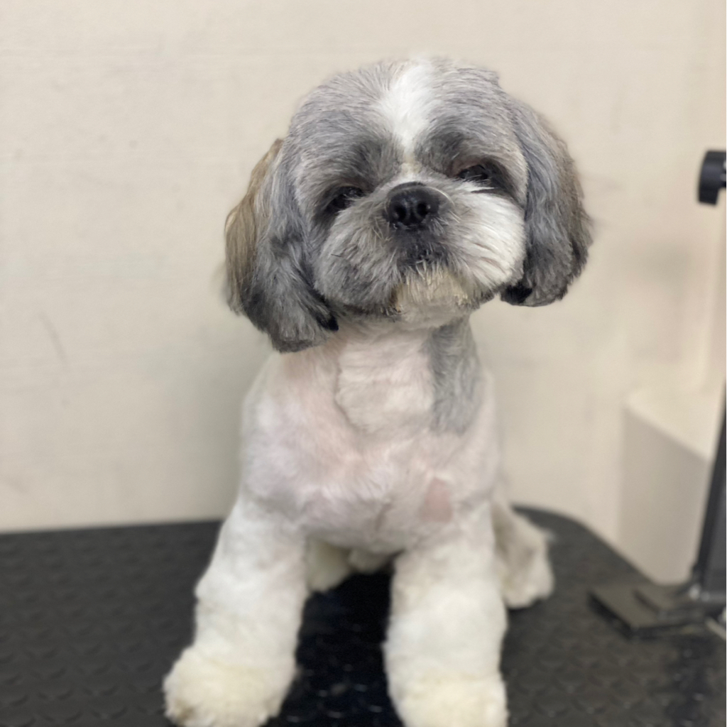 Ши Тсу модельная стрижка