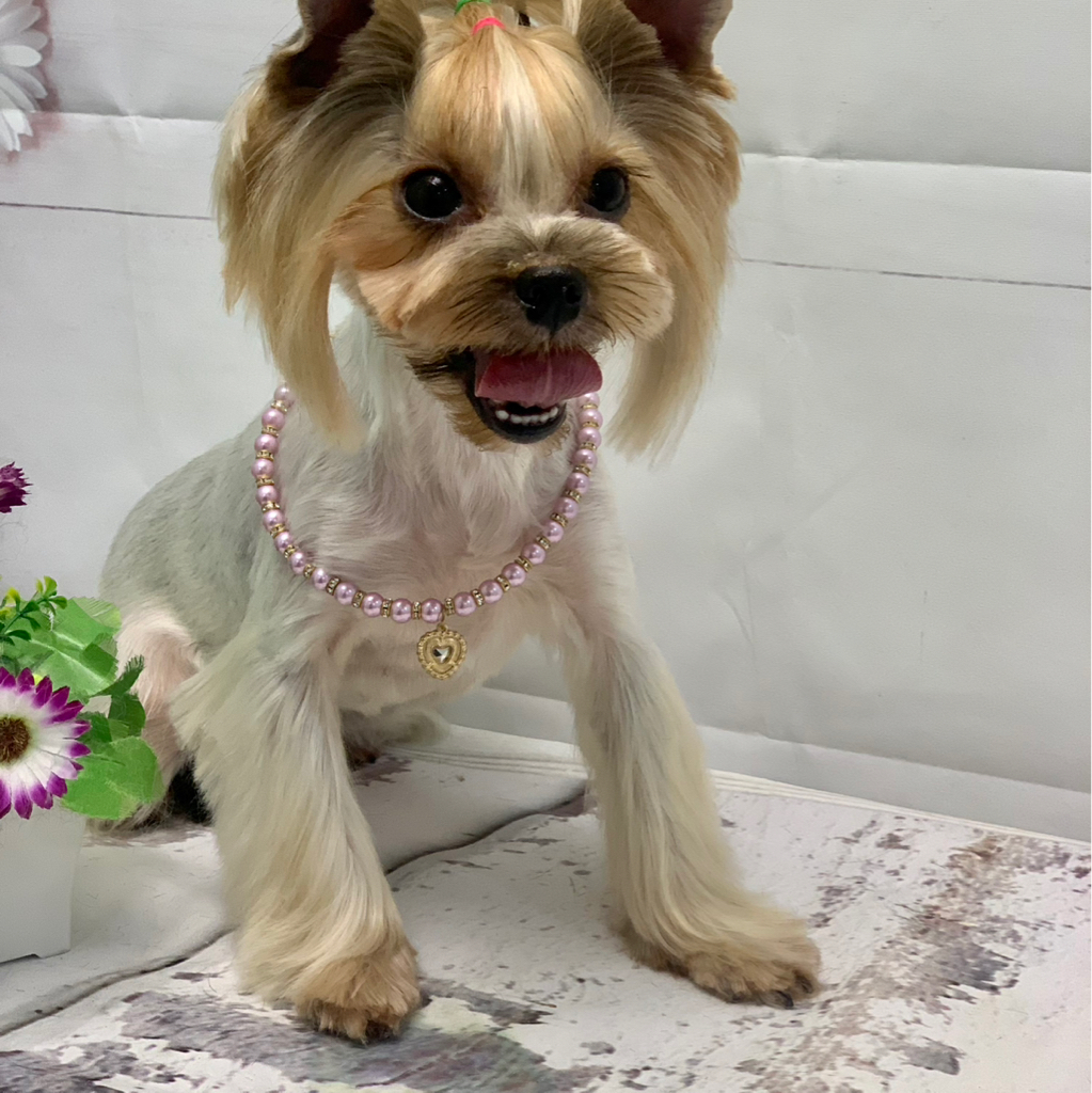 Йоркширский терьер модельная стрижка