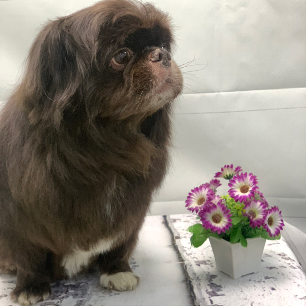 Пекинес полный комплекс