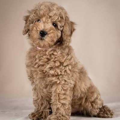 Мальтипу(стандарт)