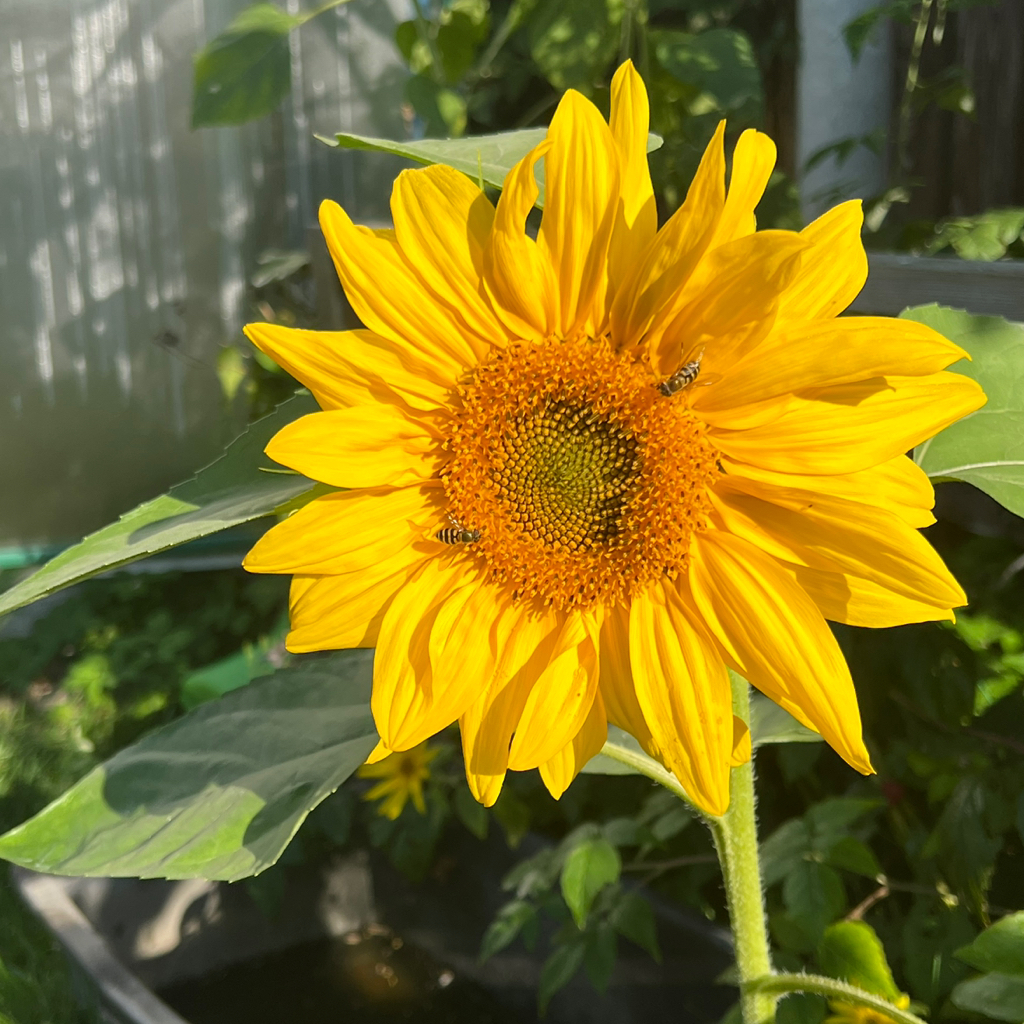 кастрация кролика (самец)