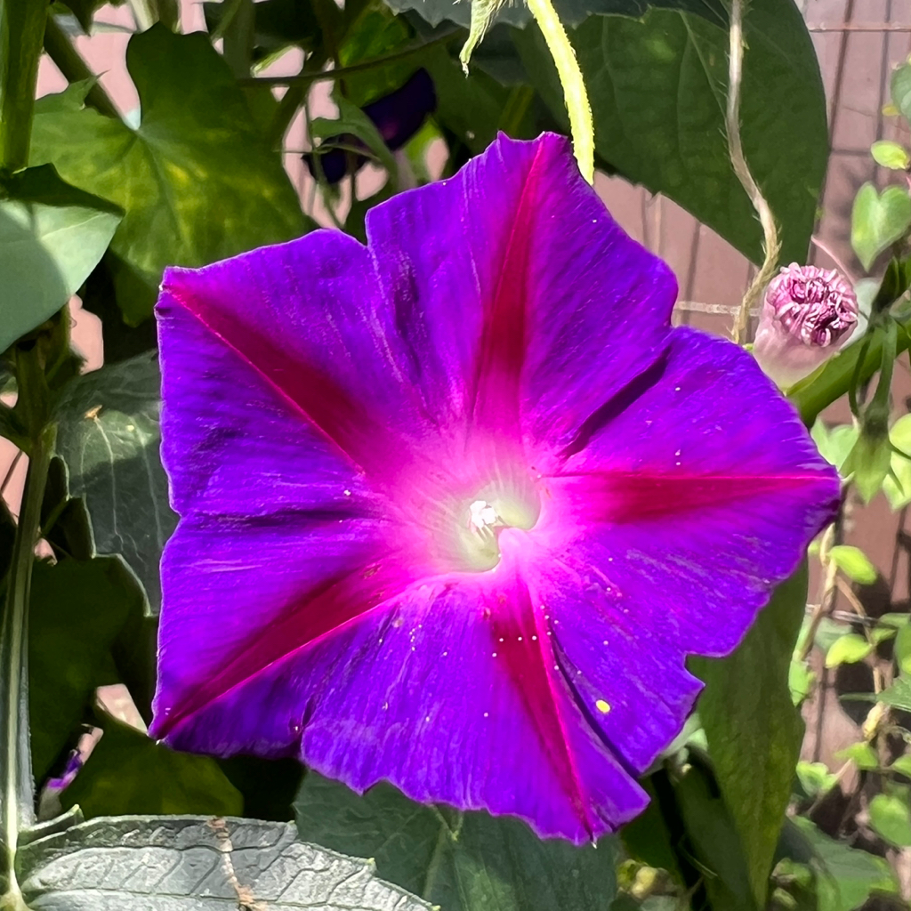 Кастрация кошки по акции