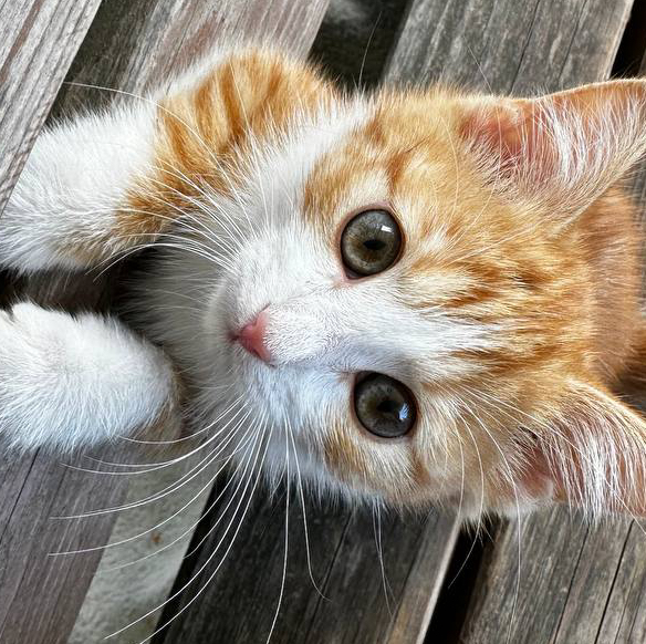 Кастрация кота по акции