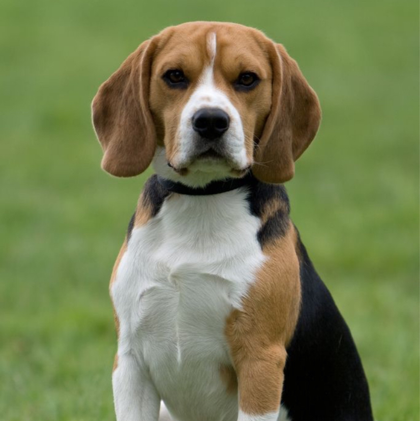 Бигль искусственная линька (вычес)