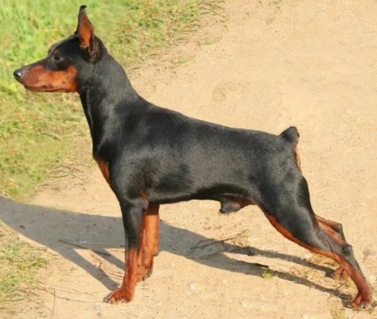 Пинчер карликовый (цвергпинчер)