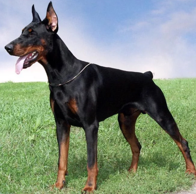 Доберман