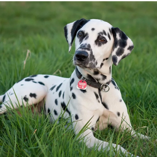 Далматинец