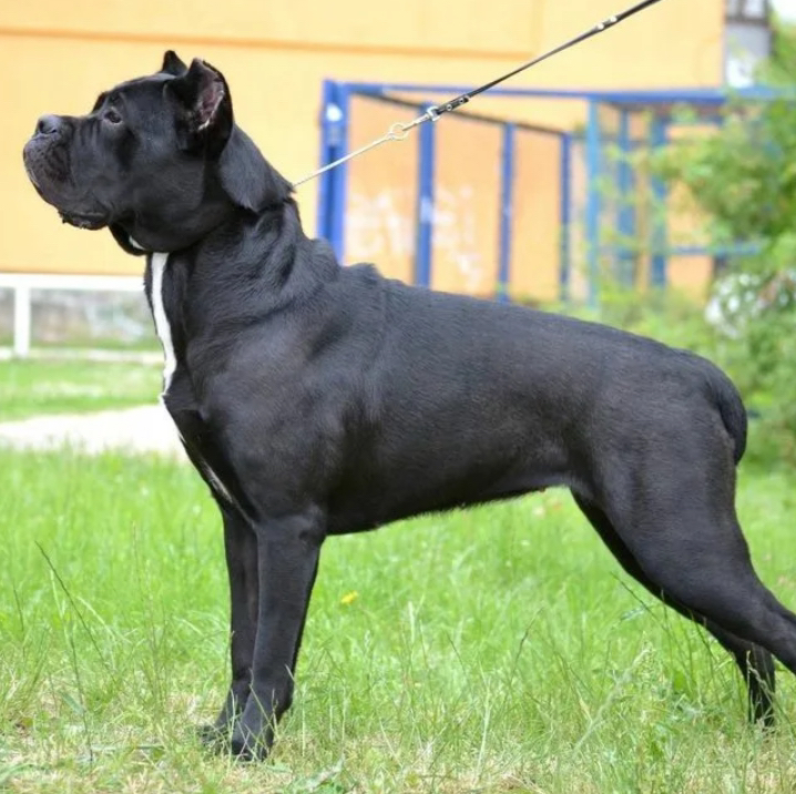 Кане корсо комплексный уход