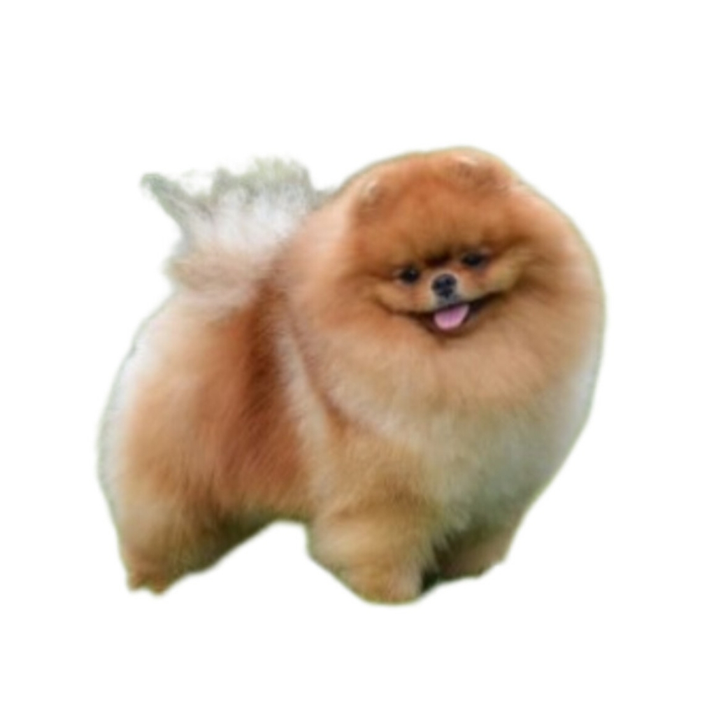 Шпиц очень крупный