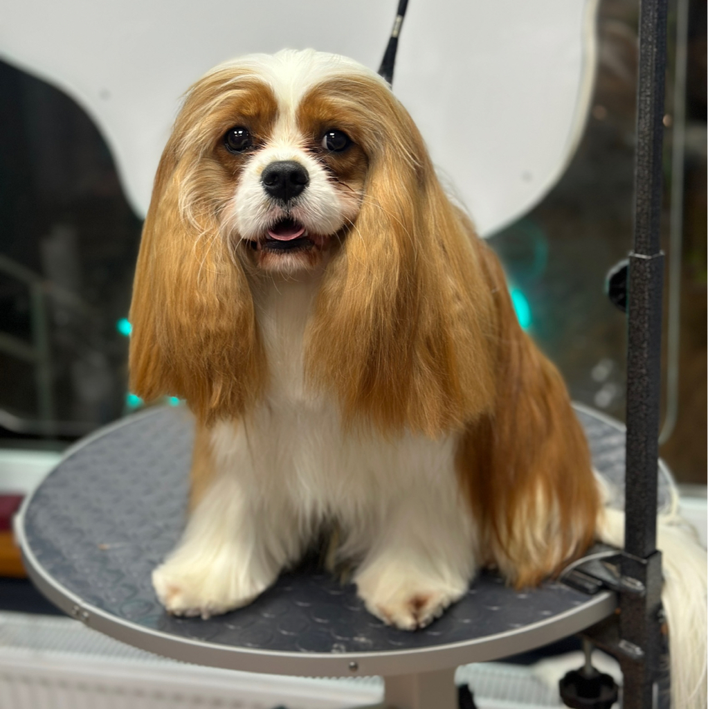 Кавалер-кинг-чарльз-спаниель гигиена