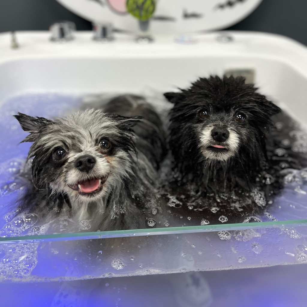 Шпиц SPA-уход