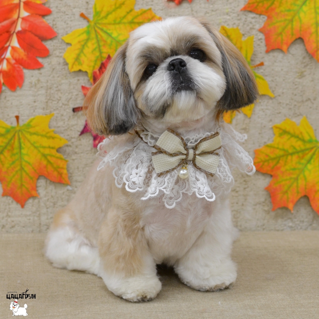 Комплекс Ши-тцу