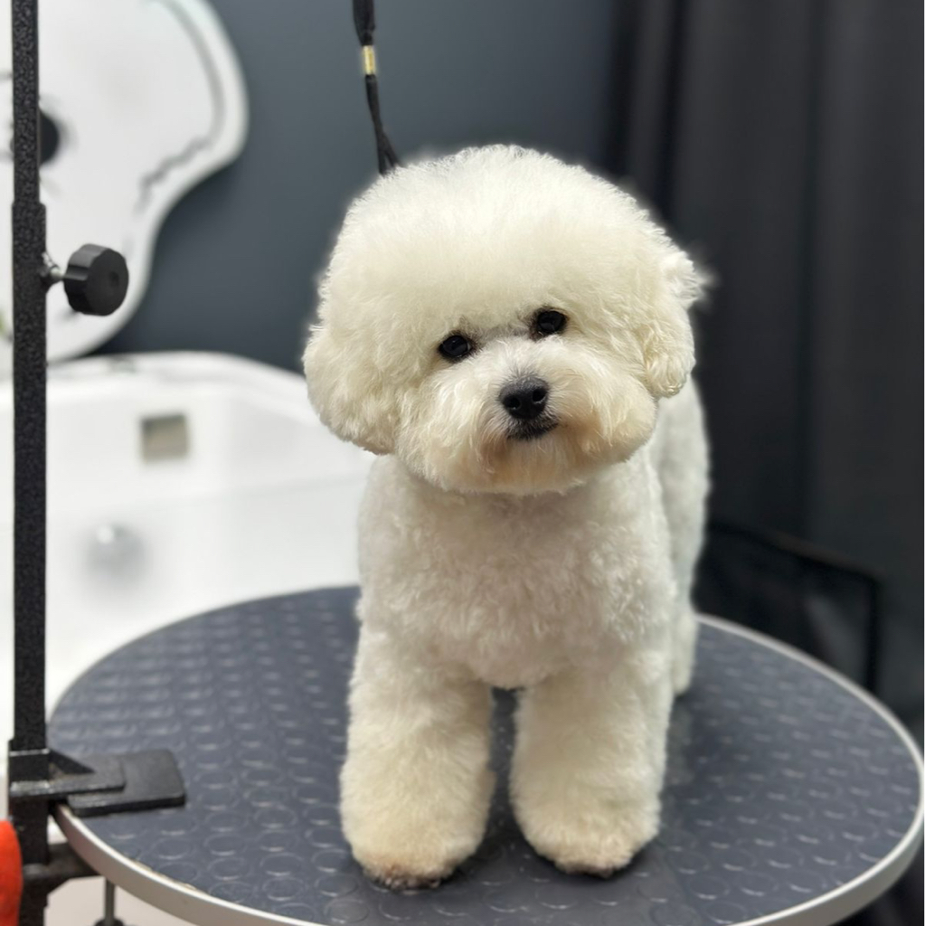 Бишон гигиена