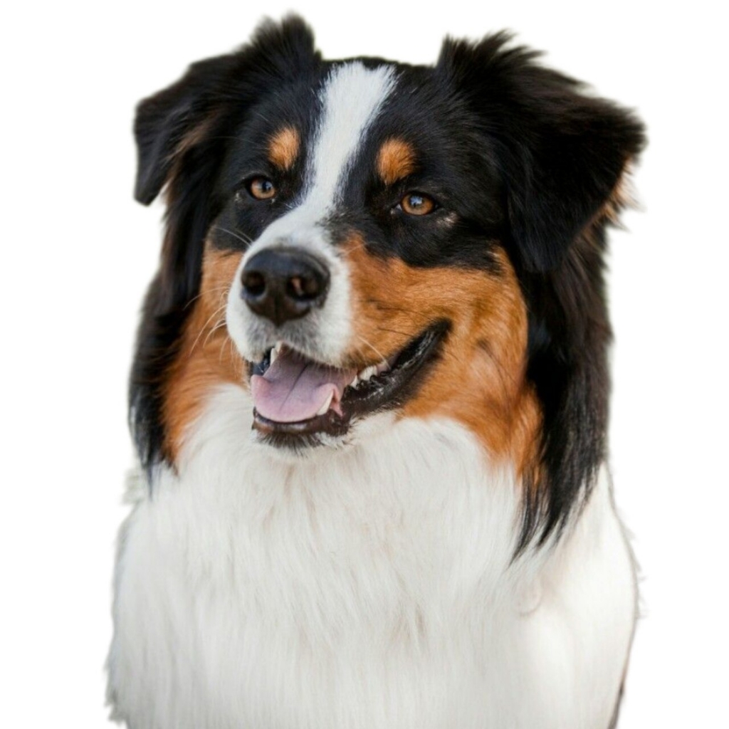 Овчарка австралийская (Ауси)