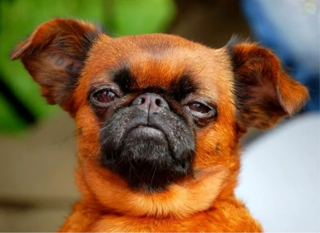 Брабансон| Экспресс линька