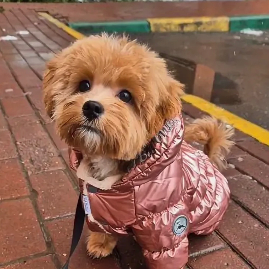 Мальтипу | Комплексный уход, стрижка