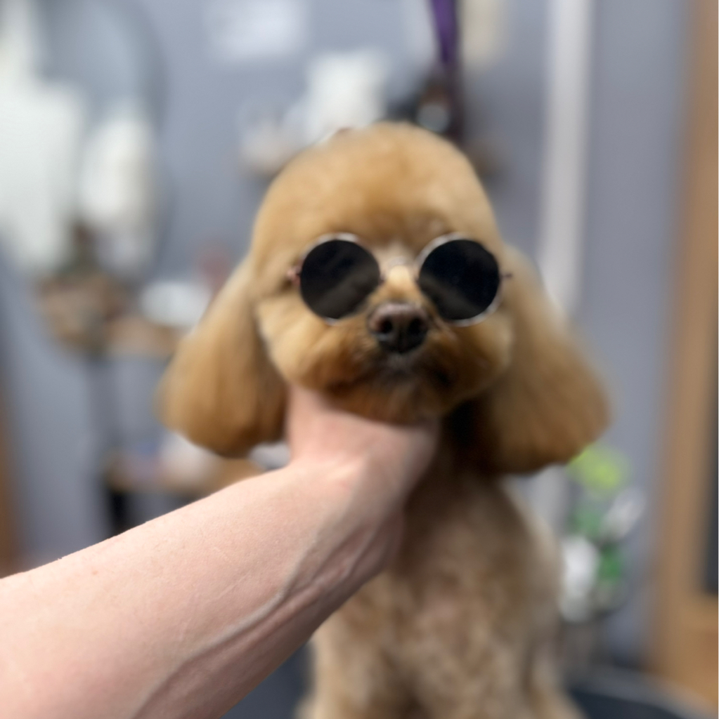 Мастер класс по грумингу для домашнего ухода