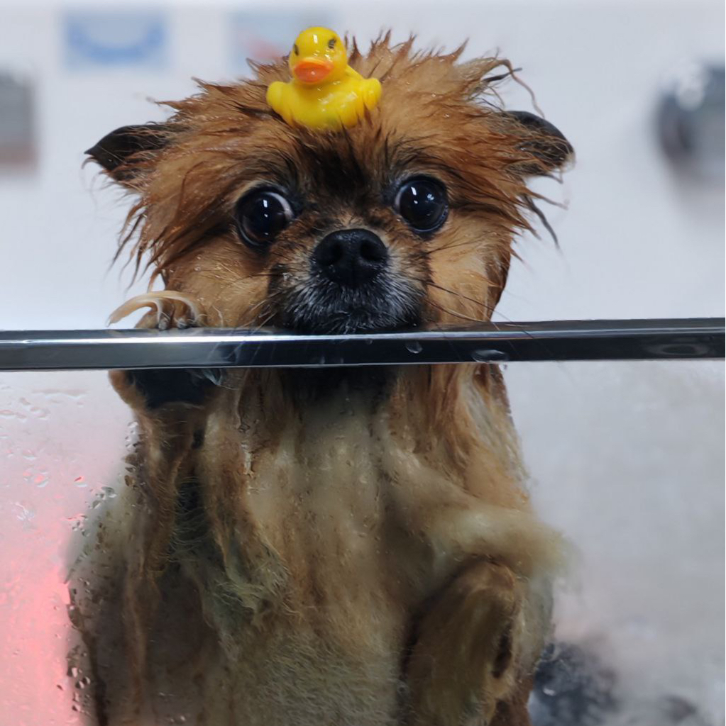 Шпиц гигиена без стрижки  свыше 4 кг