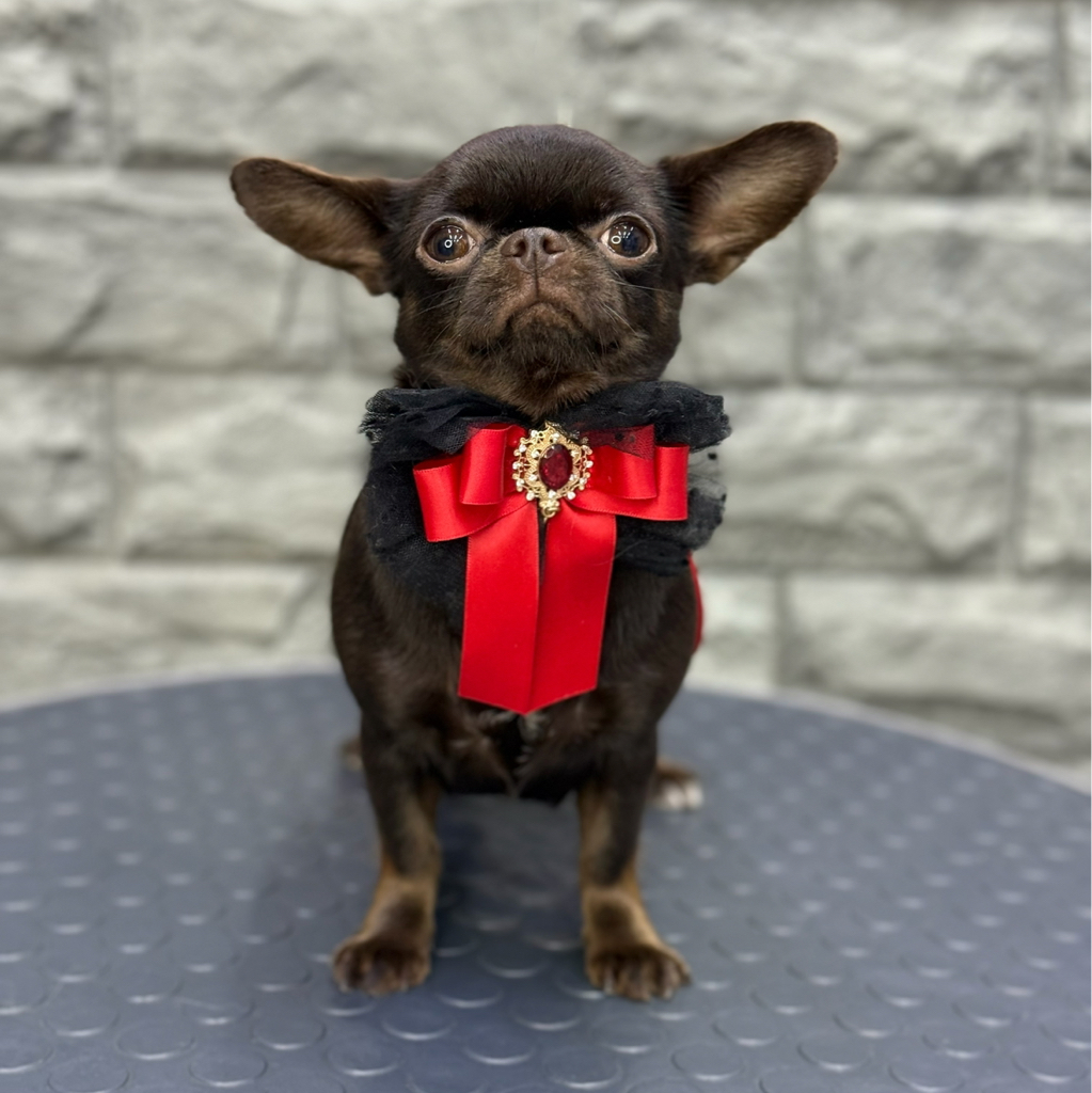 Чихуахуа гладкая     Экспресс линька с маской