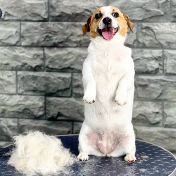 Джек рассел гладкий   Комплекс с маской экспресс линька