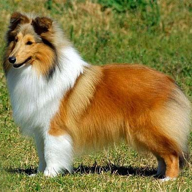 Шелти Комплекс "Стандарт"  без стрижки до 37 см в холке (более 37 см + 500р)