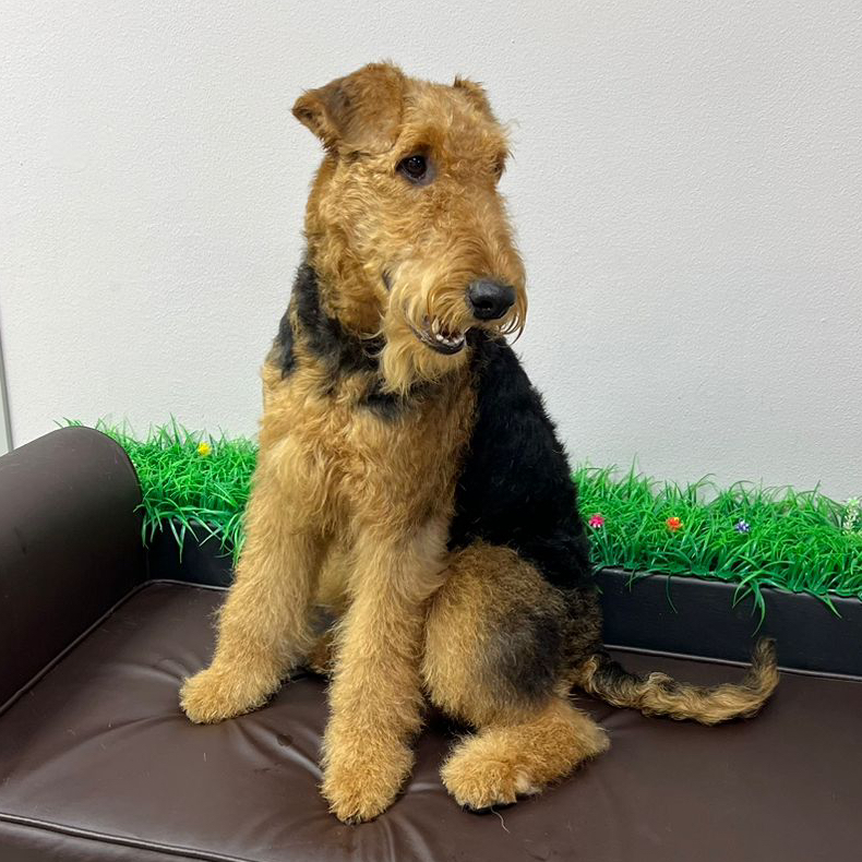 Эрдельтерьер Комплекс "Все включено" с триммингом