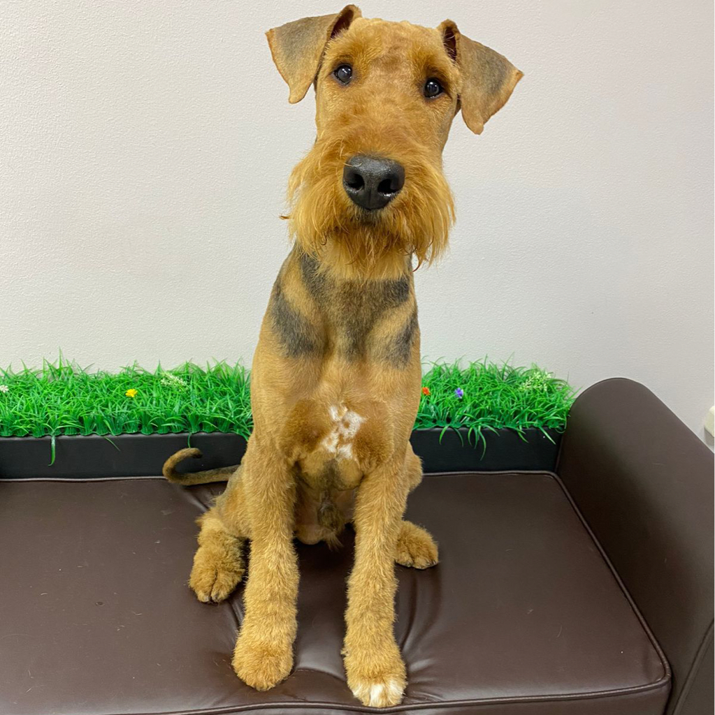 Эрдельтерьер Комплекс "Все включено" со стрижкой