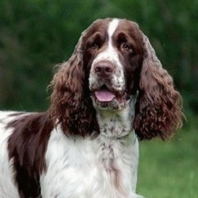 Комплексная стрижка спрингер спаниель