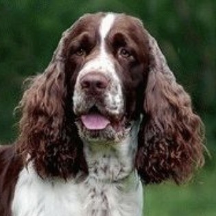 Комплекс налысо спрингер спаниель