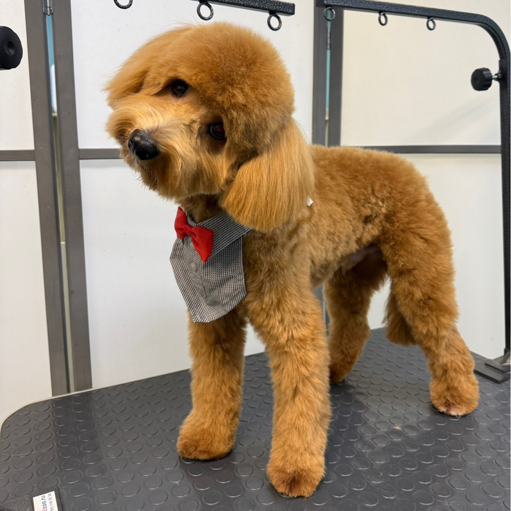 Мальтипу полный комплекс (большая)