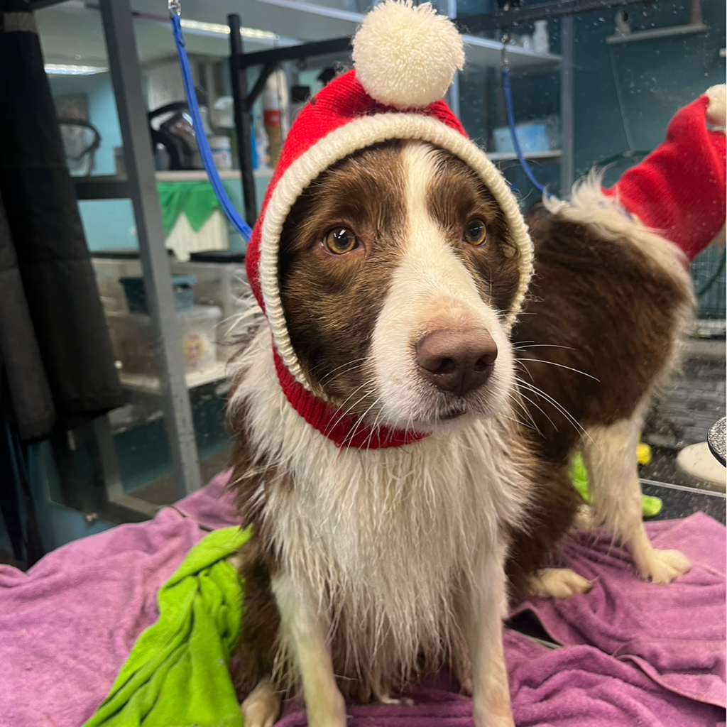 Бордер колли