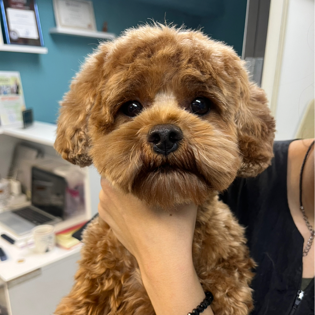 Мальтипу (маленькая) гигиена