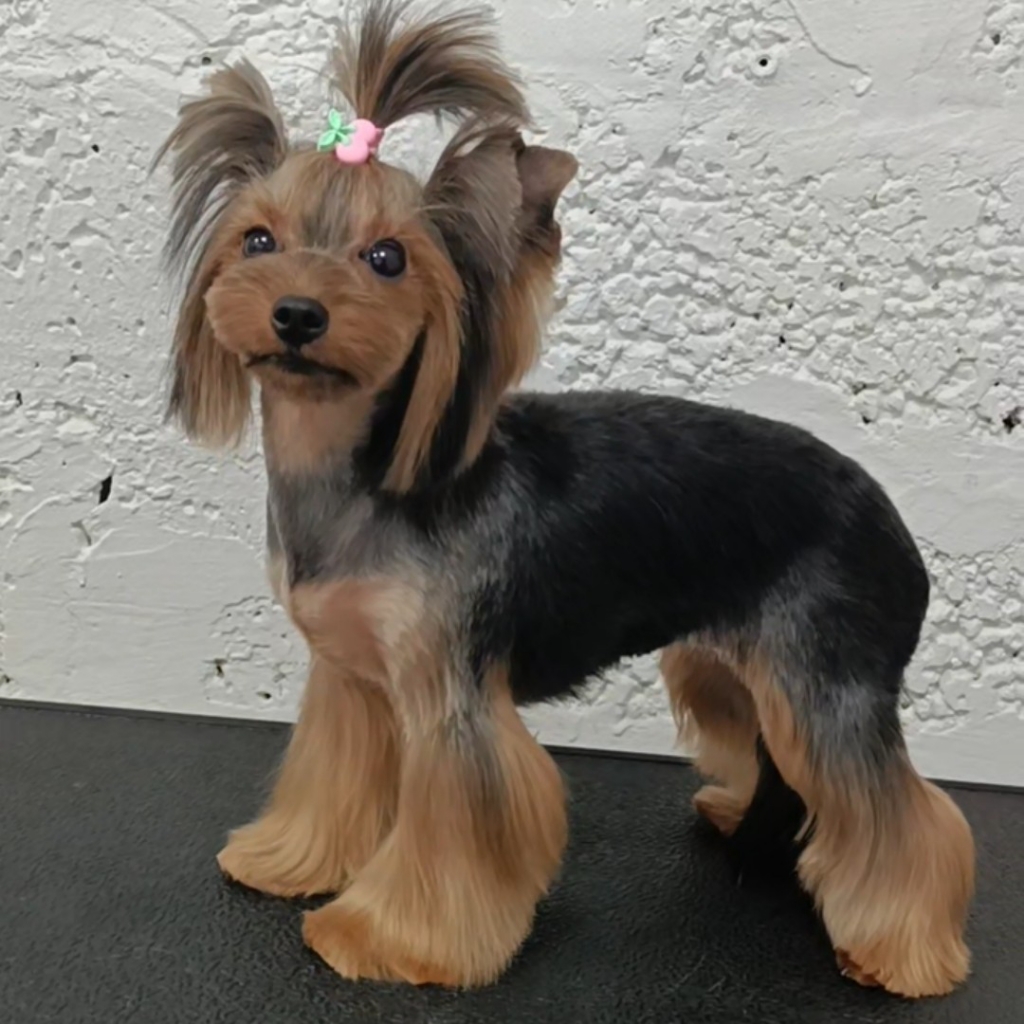 Комплекс Йоркширского тертера