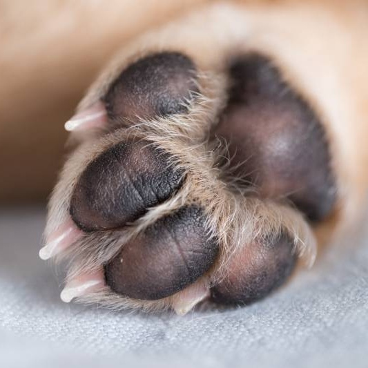 Крем для пяточек крупным собакам