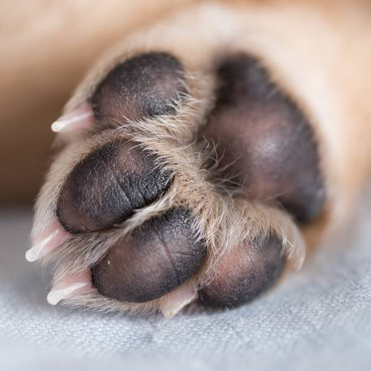 Крем для пяточек мелкие собаки