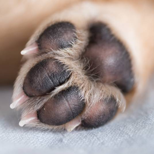 Крем для пяточек гиганты собаки