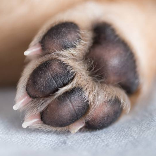 Крем для пяточек гиганты собаки