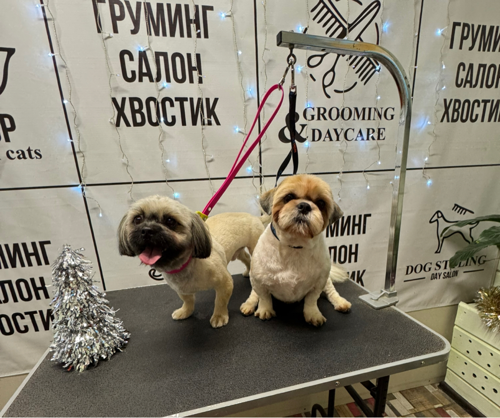 Ши-тцу под машинку