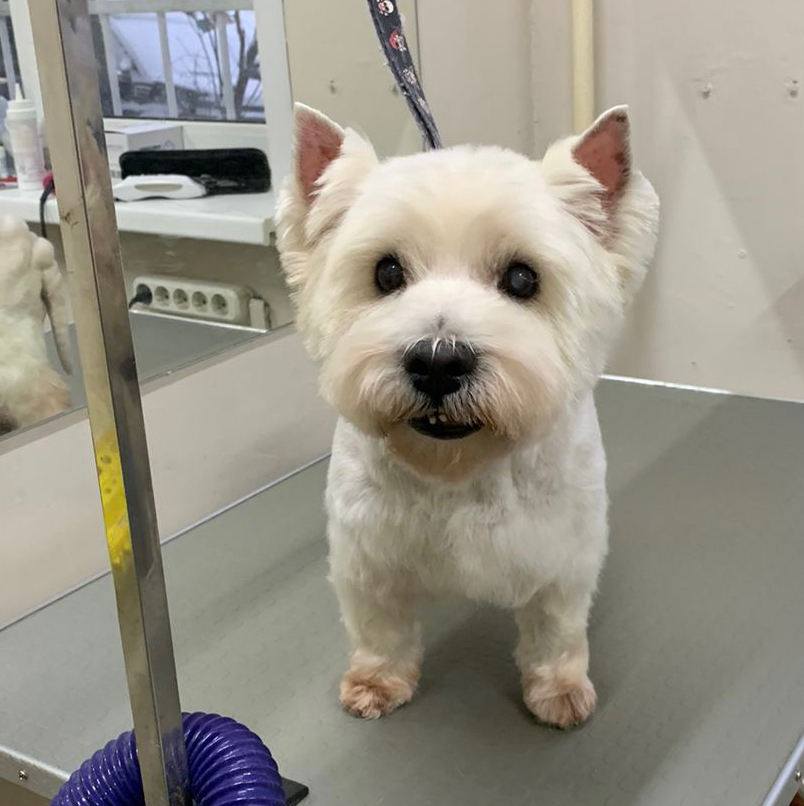 Вест хайленд вайт терьер