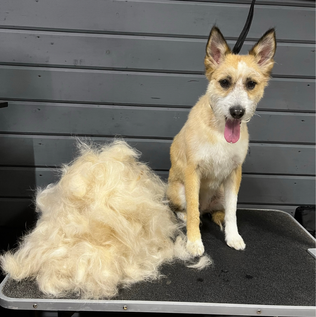 Метис более 15 кг