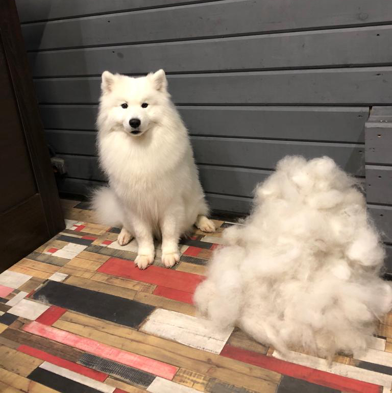 Самоед комплекс