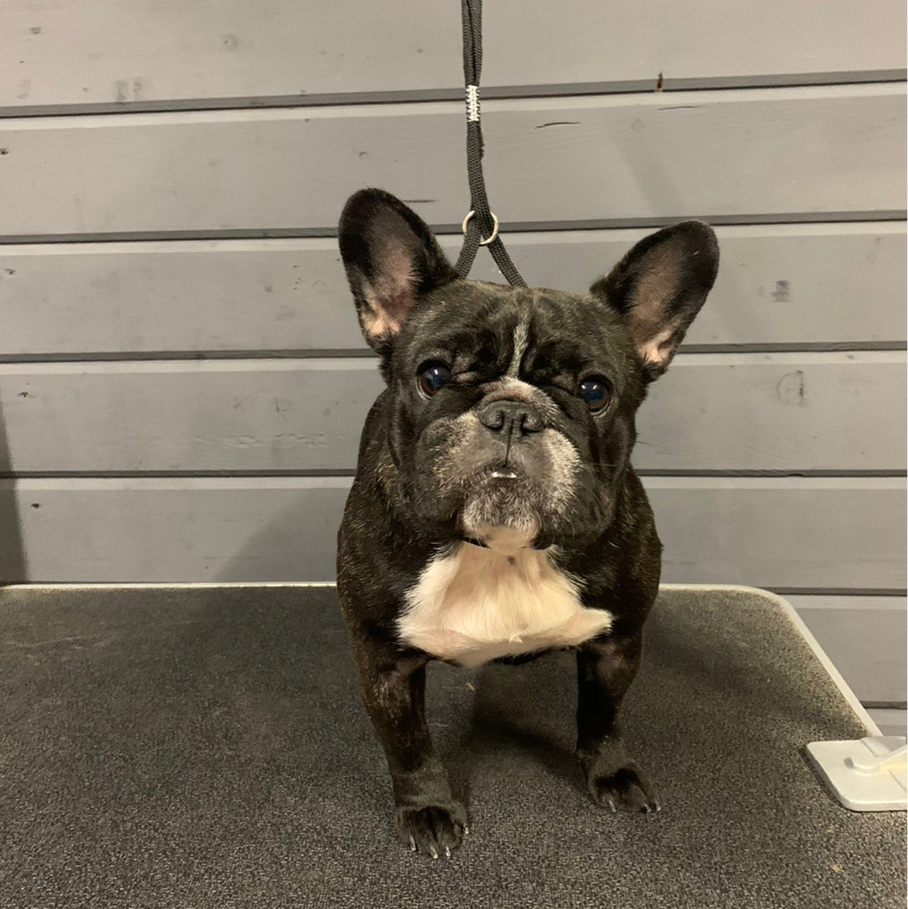 Бульдог французский