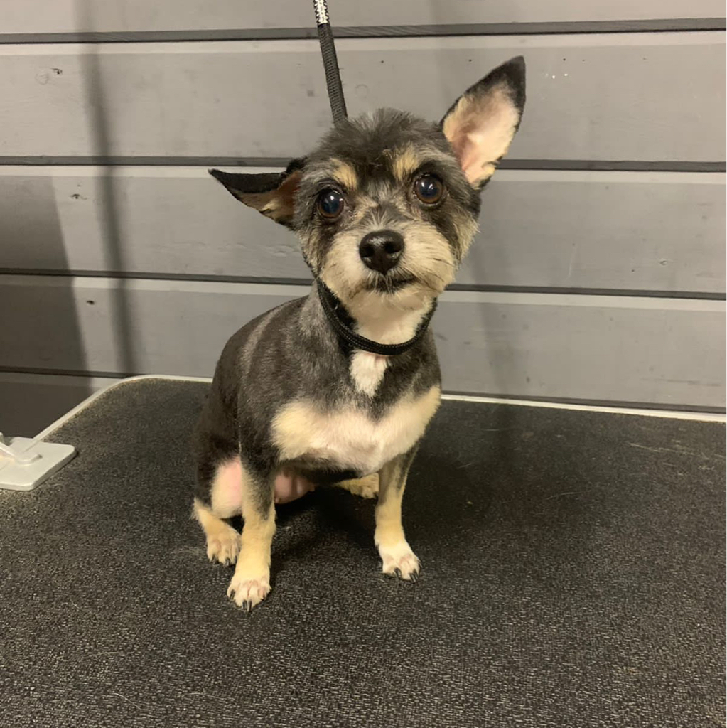 Метис до 7 кг